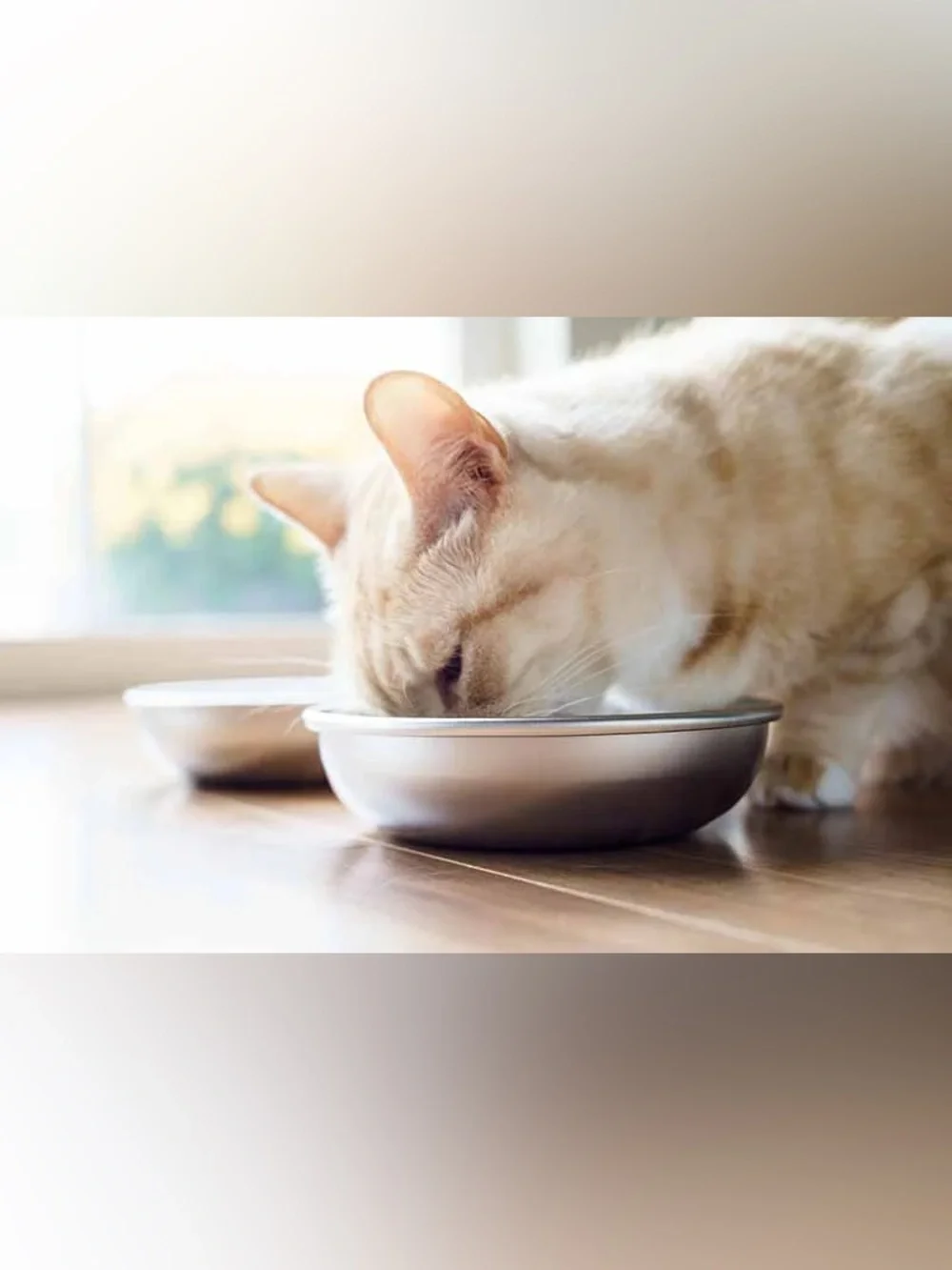 Americat Company 18/8 Stainless Steel Cat Bowls Set